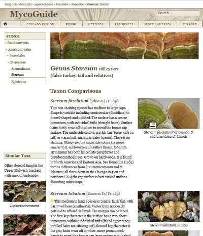 Image of Stereum web page.