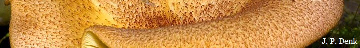 Orange hairy cap of Tricholomopsis rutilans.