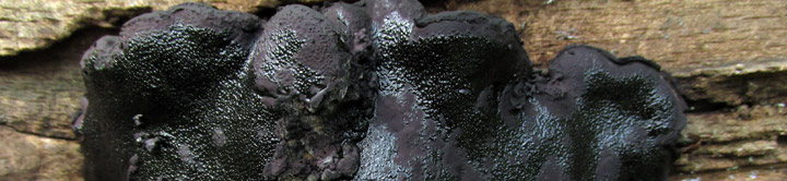View of black disk called Camarops.