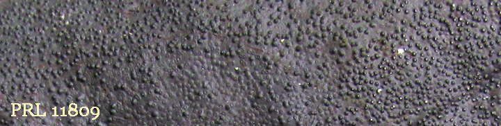 View of black bumpy crust called Diatrype stigma.