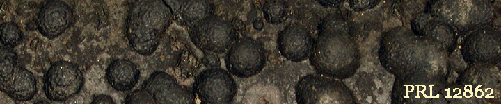 View of black crusty bumps called Hypoxylon.