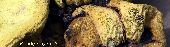 View of yellow gelationous bags called Entonaema.