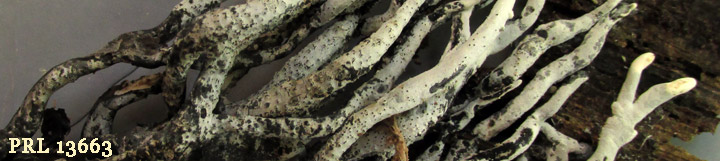 View of black and white fingers called Xylaria.