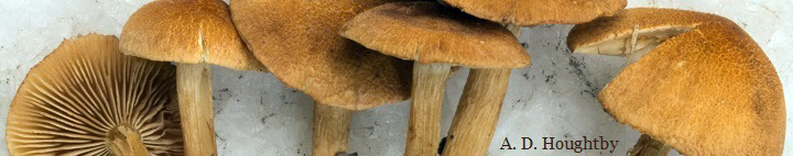 View of Inocybe mushroomms.