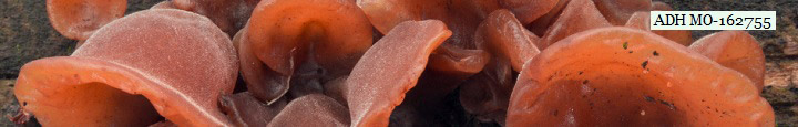 The jelly ear of Auricularia. The jelly ear of Auricularia.