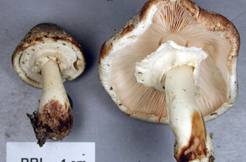 Agaricus placomyces PRL 12703.