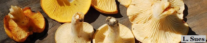 Underside view of chanterelles.
