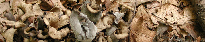 View of Craterellus fruitbodies hidden in the leaves.
