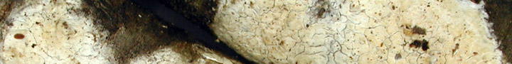 Underside view of white crust.