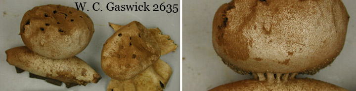 The pepperpot earthstar called Myriostoma.