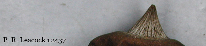 Detail showing grooved mouth of Geastrum pectinatum.