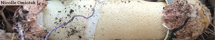 Detail view of stinkhorn fungus.