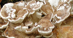 Grifola frondosa PRL 7368.