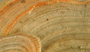 Trametes betulina PRL 12294.