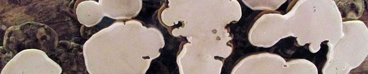 Underside view of Ganoderma.