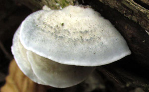 Postia livens PRL 12193.