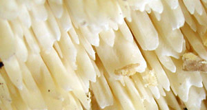 Spongipellis pachyodon WCG 1482.