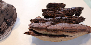 Ganoderma lobatum 2018.