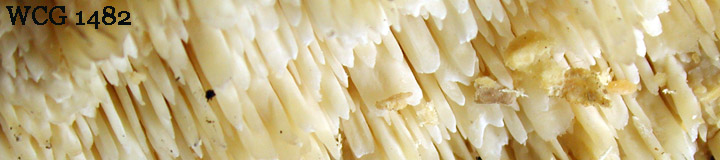 Detail view of the teeth of Spongipellis pachyodon.
