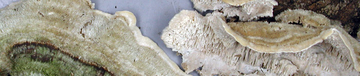 Detail view of hairy upperside and pored underside of Cerrena.