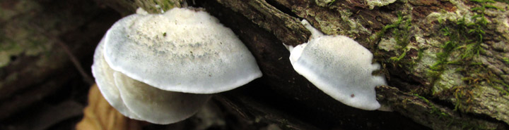 Brackets on a log; these are the blue cheese polypore.