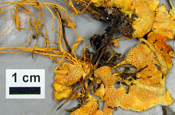 Yellow crust with pores and cords, NAMA 2013-109.