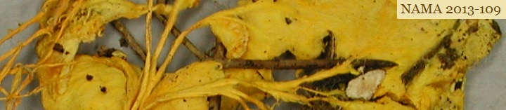 Top side view of yellow crust and cords called Fibroporia radiculosa.