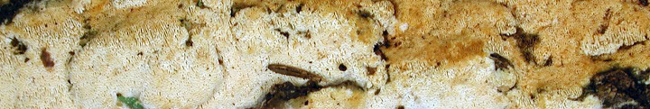 View of pale brown polypore called Antrodia.