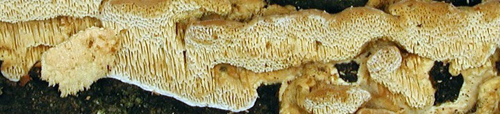 View of brown polypore called Antrodia.