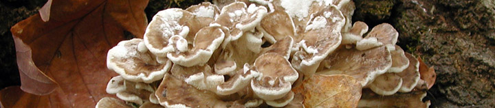 View of lobed gray fronds of polypore called Grifola.