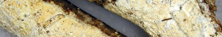 Underside view of white crust called Hyphoderma.