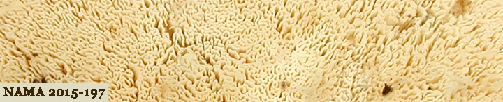 Underside view of white maze-like pores.
