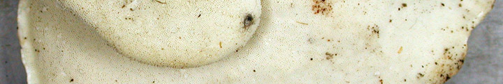 Underside view of white pores of Tyromyces.