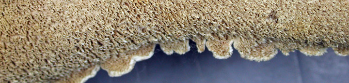 Underside view of white toothy pores of Irpex.