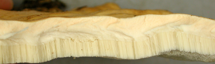Cross section view of pale yellow flesh and pore layer of Laetiporus.