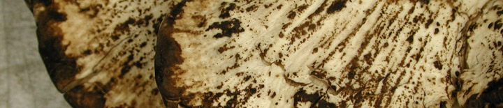 Underside view of blackish staining pores of Meripilus. Underside view of blackish staining pores of Meripilus.