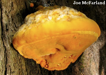 Aurantiporus croceus , Joe McFarland, Illinois.