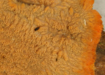 Phlebia radiata PRL 11451.