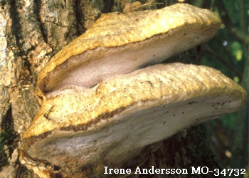Aurantiporus fissilis, MO-34732, Irene Andersson, Sweden, photo 80968.