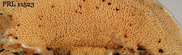 Underside view of Merulius tremellosus. Underside view of Merulius tremellosus.