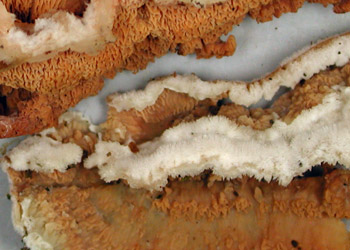 Merulius tremellosus PRL 11477.