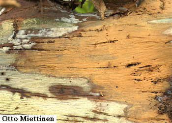 Phlebia serialis by Otto Miettinen.