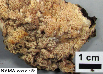 Phlebia acerina, NAMA 2012-181, California.