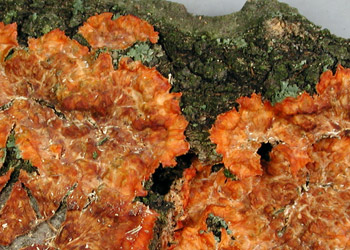 Phlebia radiata PRL 10013.