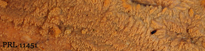 View of Phlebia radiata PRL 11451.