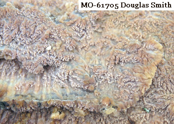 Phlebia rufa, MO-61705, Douglas Smith, Michigan, photo 129211.