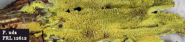 Detail view of yellow teeth of crust called Sarcodontia uda.