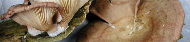 View of gills and cap of Panus.