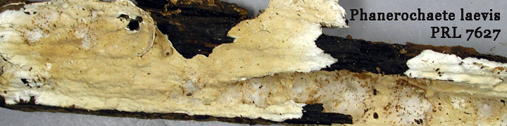 Underside view of cream-colored crust called Phanerochaete.