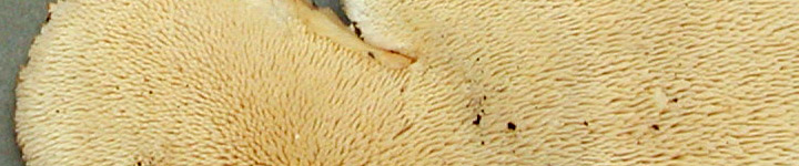 Detail view of spines of Donkia.